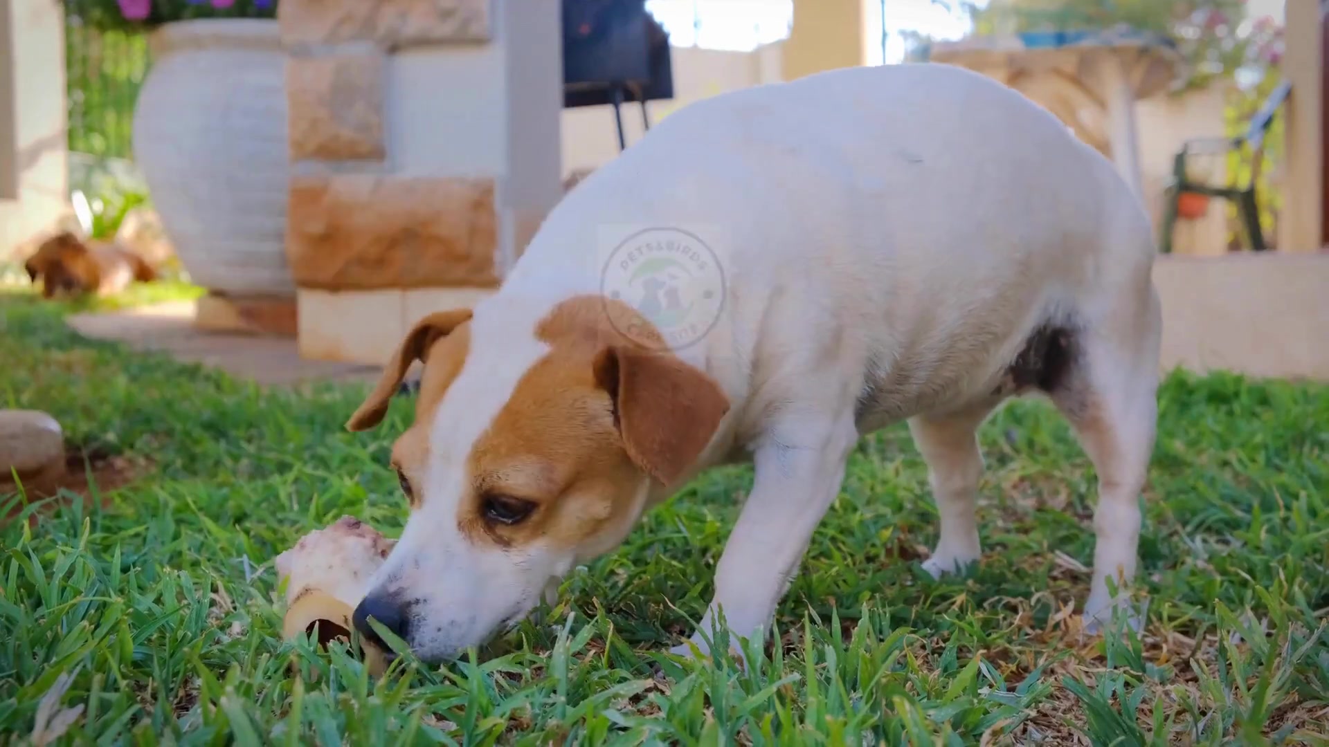 Pregnancy in dogs | Dog gestation period #pets_birds #dog_pregnancy # ...