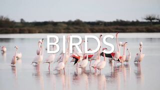 animal video
