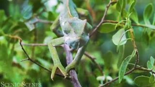 #RAIN FOREST BEAUTIFUL ANIMALS#