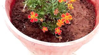 Marigold Plant