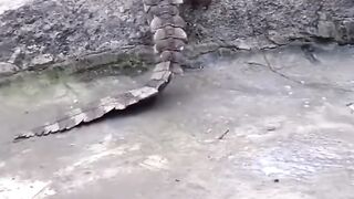 شاهد كيف تبيض الحيوانات و الطيور يا له العجب