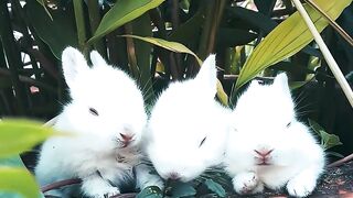 comedy and cute