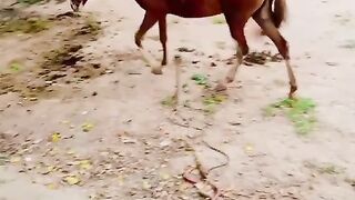 Horse ???? video