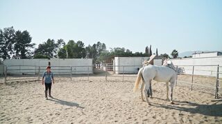 White horse
