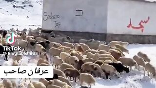 Pti jalsa