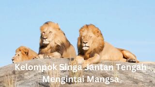 Kelompok Singa Jantan Tengah Mengintai Mangsa