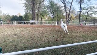 Beautiful horse