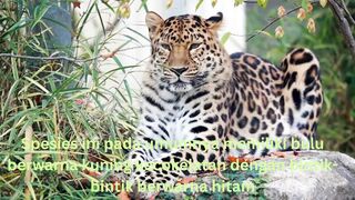 Macan tutul adalah hewan penyendiri