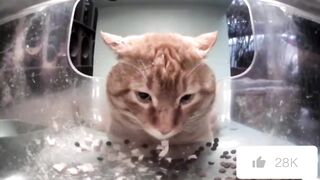 Mr.snack came to lie down