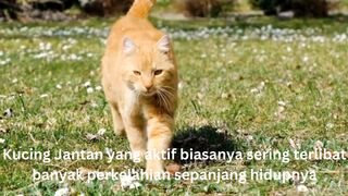 Kucing Jantan Active sering terlibat perkelahian sepanjang hidupnya