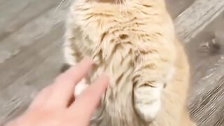 Funny cat videos