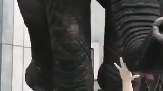 Girl fun with the elephant ????????#febspot
