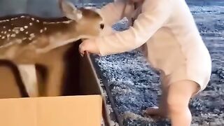 Kid play with the baby deer????????#shorts #febspot