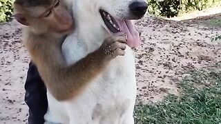 Monkey play with the dog????#febspot