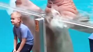 Funny animal videos....