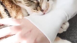 Cats bites in hands