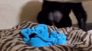 Mother chimpanzee finds out her baby is alive.