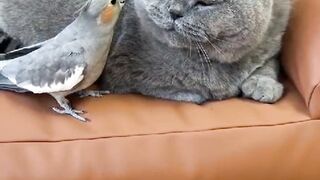Cat and Bird love