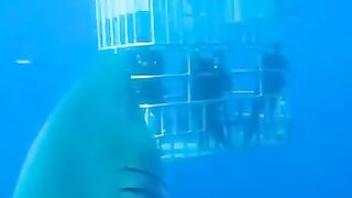 Deep Blue is one of, if not the, largest great white shark ever caught on camera in Guadalupe Island, Mexico.