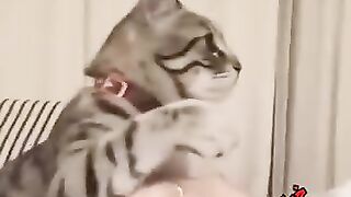 Naughty and smart cat