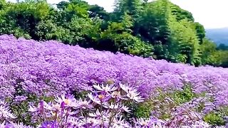 File name feel_like_a_dream_????????_#nature_#shorts_????️_[Video]___Nature_photography,_Travel_photography,_Beautiful_scenery_nature. Upload