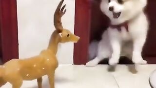 Funny brave dog