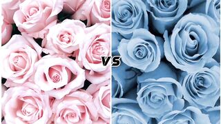 Pink vs blue fashion