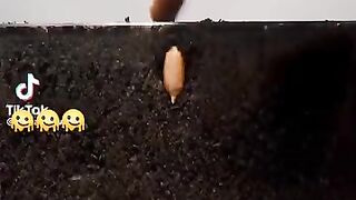 Plants growth