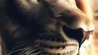 Be a lion - motivation of today