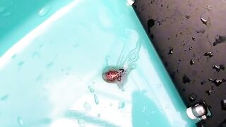 Uncle picked up a cute little octopus while playing at the beach, and brought it home to raise it, which brought him a special surprise