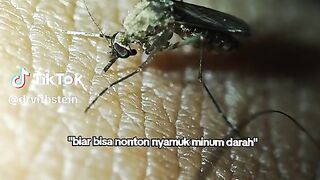 Proses nyamuk gigit kulit