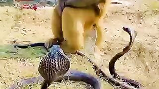 Monkey_with_cobra_naag_#kingcobra