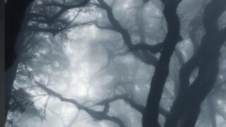 Encounter in the Haunted Woods  #film #movie #horrorstories #scarystories