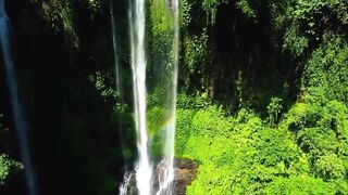 animal video