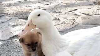 Love between animals