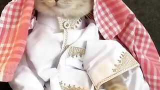 Cat vedio