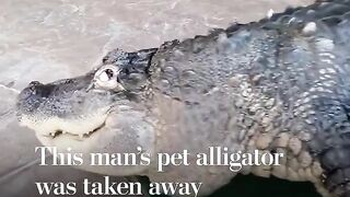 Albert the Alligator had spent 33 years