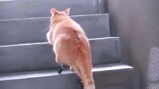 Cats use artificial legs as replacements for missing paws