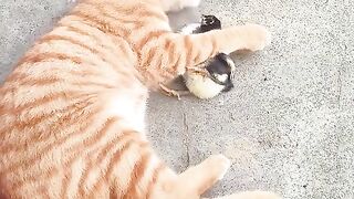 Cute animal