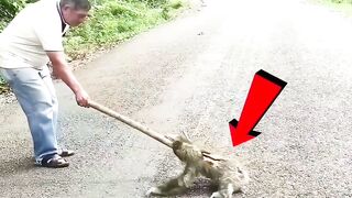 Dangerous animal no touch people people touch and then kill