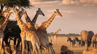 Safari Adventures Capturing the Majestic Beauty of Wildlife