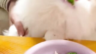 Wow can eat Vegetable