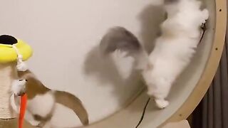 Funny moments of cats .cute cats