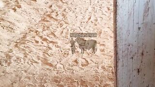 Ballu smart cow