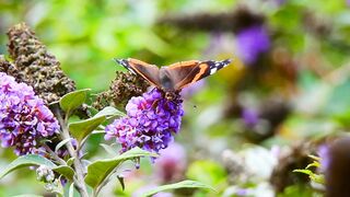 Butterfly Relaxing