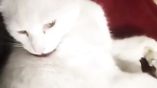 Funny cat