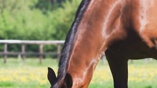 Cute Horse | beautiful horse | Animals
