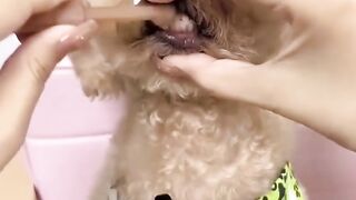 Dog teeth cleaning ???? funny