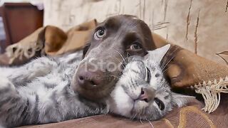 I love animals likes dogs and cats