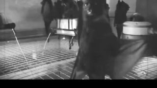 Bats funny  | Funny animals | shorts